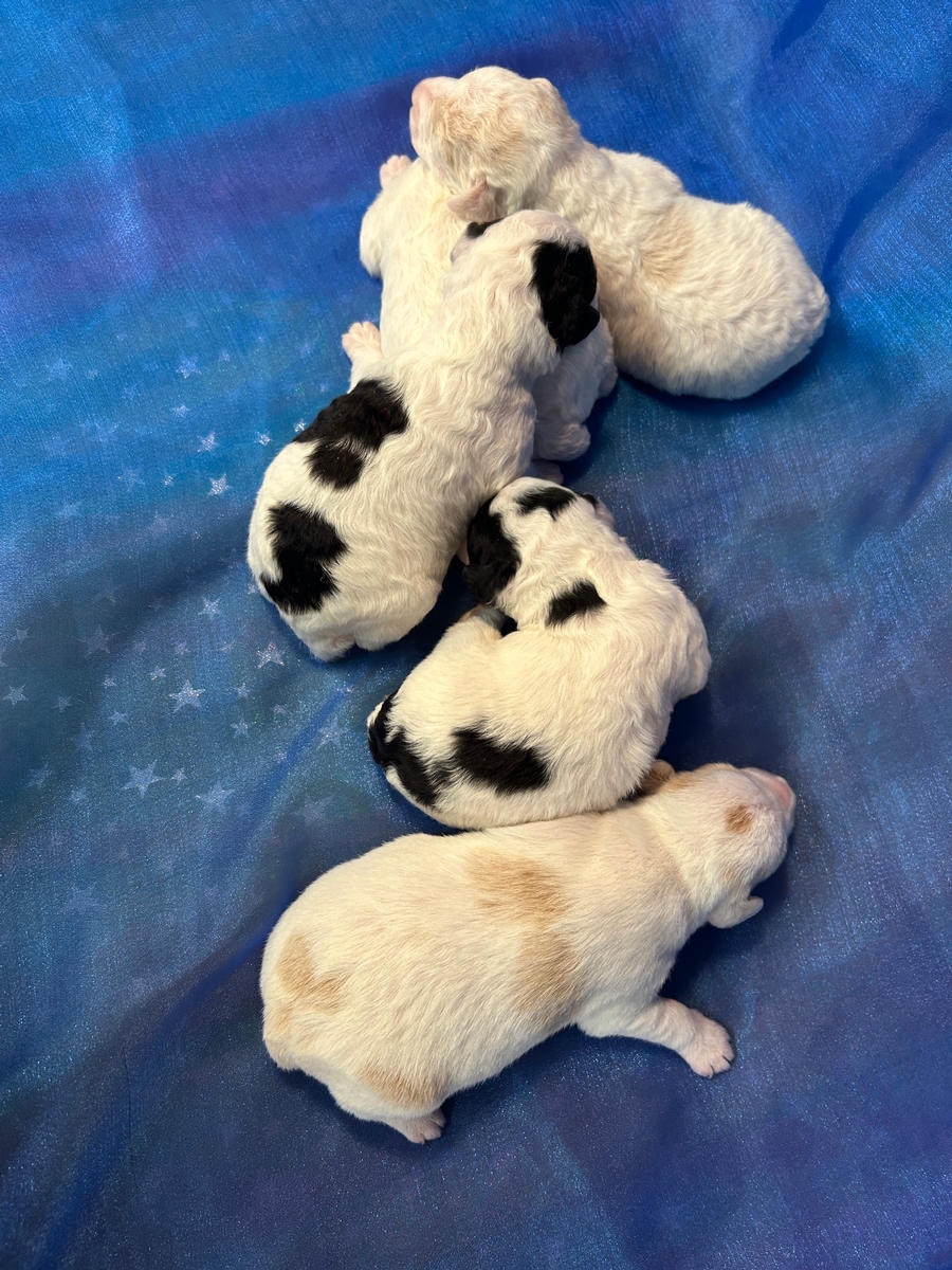 Miniature Schnoodle Puppies for Sale in Northern Iowa Near I-35 